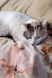 Постільна білизна сатин люкс Issimo Home Swan 4