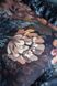 Постільна білизна сатин Issimo Home Digital (300 TC) Chanson 5